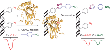 Graphical abstract: Azidophenyl as a click-transformable redox label of DNA suitable for electrochemical detection of DNA–protein interactions