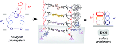 Graphical abstract: Antiparallel three-component gradients in double-channel surface architectures