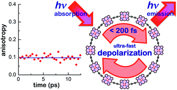 Graphical abstract: Ultrafast delocalization of excitation in synthetic light-harvesting nanorings