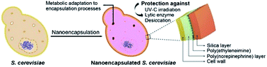 Graphical abstract: Organic/inorganic double-layered shells for multiple cytoprotection of individual living cells