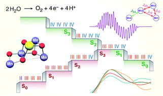 Graphical abstract: Metal oxidation states in biological water splitting