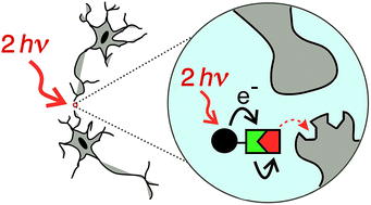 Graphical abstract: Two-photon sensitive protecting groups operating via intramolecular electron transfer: uncaging of GABA and tryptophan