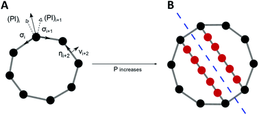 Graphical abstract: A new model for cell division and migration with spontaneous topology changes