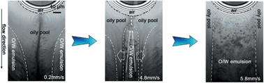 Graphical abstract: Direct observation of the formation and destruction of the inverted continuous oil phase in the micro-outlet region achieved by the confined diluted O/W emulsion stream