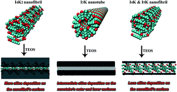 Graphical abstract: Controlled silica deposition on self-assembled peptide nanostructures via varying molecular structures of short amphiphilic peptides