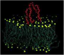 Graphical abstract: Structural and mechanical properties of cardiolipin lipid bilayers determined using neutron spin echo, small angle neutron and X-ray scattering, and molecular dynamics simulations