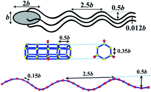 Graphical abstract: A bead-spring model for running and tumbling of flagellated swimmers: detailed predictions compared to experimental data for E. coli