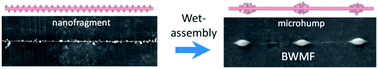 Graphical abstract: Bioinspired wet-assembly fibers: from nanofragments to microhumps on string in mist
