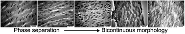 Graphical abstract: Sulfonated polyimide and PVDF based blend proton exchange membranes for fuel cell applications