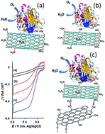Graphical abstract: Graphene-supported pyrene-functionalized amino-carbon nanotube: a novel hybrid architecture of laccase immobilization as effective bioelectrocatalyst for oxygen reduction reaction