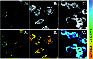Graphical abstract: One-step synthesis of water-dispersible silicon nanoparticles and their use in fluorescence lifetime imaging of living cells