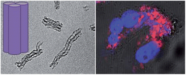 Graphical abstract: Synthesis of SBA-15 rods with small sizes for enhanced cellular uptake