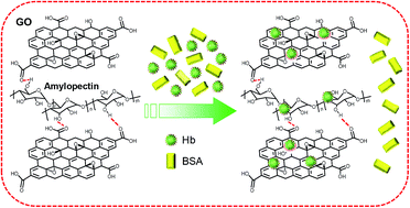 Graphical abstract: A three-dimensional amylopectin-reduced graphene oxide framework for efficient adsorption and removal of hemoglobin