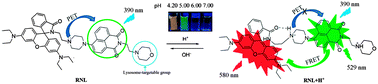 Graphical abstract: A ratiometric lysosomal pH probe based on the naphthalimide–rhodamine system