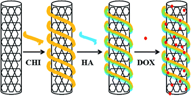 Graphical abstract: Controlled release and targeted delivery to cancer cells of doxorubicin from polysaccharide-functionalised single-walled carbon nanotubes