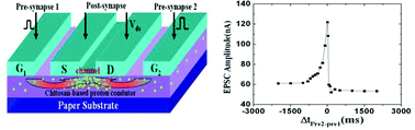 Graphical abstract: Chitosan-based biopolysaccharide proton conductors for synaptic transistors on paper substrates