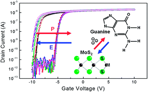 Graphical abstract: MoS2 nanosheet channel and guanine DNA-base charge injection layer for high performance memory transistors