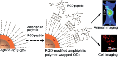 Graphical abstract: Near-infrared broadly emissive AgInSe2/ZnS quantum dots for biomedical optical imaging