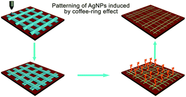 Graphical abstract: Controllable fabrication of a flexible transparent metallic grid conductor based on the coffee ring effect