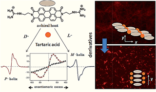 Graphical abstract: Molecular recognition directed supramolecular control over perylene-bisimide aggregation resulting in aggregation induced enhanced emission (AIEE) and induced chiral amplification