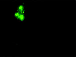 Graphical abstract: Behavioral and dopaminergic damage induced by acute iron toxicity in Caenorhabditis elegans