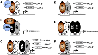 Graphical abstract: Ah receptor pathway intricacies; signaling through diverse protein partners and DNA-motifs