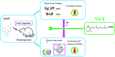 Graphical abstract: Neurobehavioral changes induced by di(2-ethylhexyl) phthalate and the protective effects of vitamin E in Kunming mice