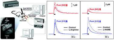 Graphical abstract: The real-time in vivo electrochemical measurement of nitric oxide and carbon monoxide release upon direct epidural electrical stimulation of the rat neocortex