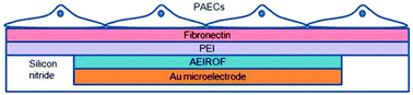Graphical abstract: An iridium oxide microelectrode for monitoring acute local pH changes of endothelial cells