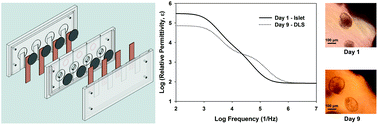 Graphical abstract: Dielectric spectroscopy for monitoring human pancreatic islet differentiation within cell-seeded scaffolds in a perfusion bioreactor system