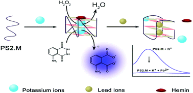 Graphical abstract: Highly sensitive chemiluminescent detection of lead ion based on its displacement of potassium in G-Quadruplex DNAzyme