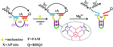 Graphical abstract: Activation of Mg2+-dependent DNAzymes based on AP site-containing triplex for specific melamine recognition