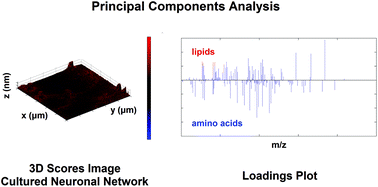 Graphical abstract: Multivariate analysis of 3D ToF-SIMS images: method validation and application to cultured neuronal networks