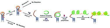 Graphical abstract: A unique dual recognition hairpin probe mediated fluorescence amplification method for sensitive detection of uracil-DNA glycosylase and endonuclease IV activities