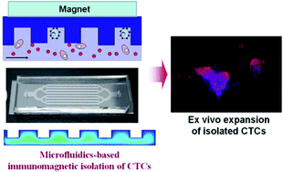 Graphical abstract: Ex vivo expansion of circulating lung tumor cells based on one-step microfluidics-based immunomagnetic isolation