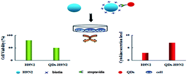 Graphical abstract: The effect of quantum dot labeling on virus activity