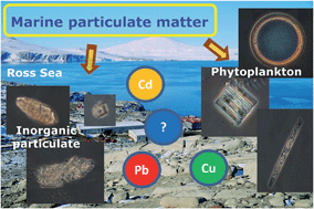 Graphical abstract: Separation of micro-phytoplankton from inorganic particulate in Antarctic seawater (Ross Sea) for the determination of Cd, Pb and Cu: optimization of the analytical methodology