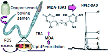 Graphical abstract: Development of an analytical method to determine malondialdehyde as an oxidative marker in cryopreserved bovine semen