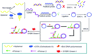 Graphical abstract: Fluorescence aptasensor for Ochratoxin A in food samples based on hyperbranched rolling circle amplification