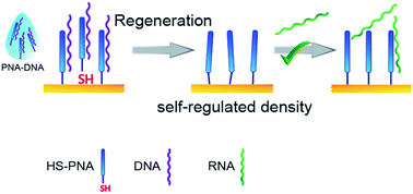 Graphical abstract: Reliable microspotting methodology for peptide-nucleic acid layers with high hybridization efficiency on gold SPR imaging chips