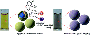 Graphical abstract: Mussel inspired redox surface for one step visual and colorimetric detection of Hg2+ during the formation of Ag@DOPA@Hg nanoparticles
