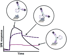 Graphical abstract: Development of a reusable protein G based SPR immunosensor for direct human growth hormone detection in real samples