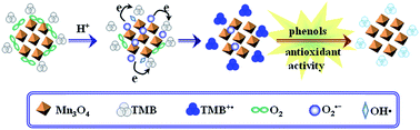 Graphical abstract: Evaluation of the antioxidant activity of phenols and tannic acid determination with Mn3O4 nano-octahedrons as an oxidase mimic
