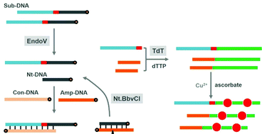 Graphical abstract: A dual enzymatic amplified strategy for the detection of endonuclease V activity