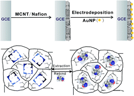 Graphical abstract: A molecularly imprinted electrochemical sensor based on a gold nanoparticle/carbon nanotube hybrid material for the sensitive detection of isoniazid