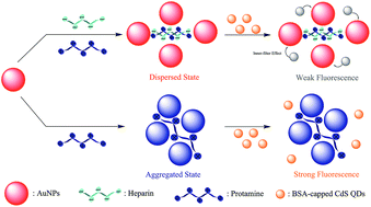 Graphical abstract: Bovine serum albumin-capped CdS quantum dots as an inner-filter effect sensor for rapid detection and quantification of protamine and heparin
