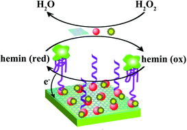 Graphical abstract: A label-free and sensitive electrochemical aptasensor for thrombin based on the direct electron transfer of hemin and hemin@rGO nanosheets as the signal probe