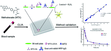 Graphical abstract: A validated chemiluminescence immunoassay for methotrexate (MTX) and its application in a pharmacokinetic study
