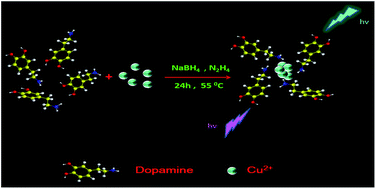 Graphical abstract: Synthesis of dopamine-mediated Cu nanoclusters for sensing and fluorescent coding