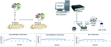Graphical abstract: Quartz crystal microbalance based biosensors for detecting highly metastatic breast cancer cells via their transferrin receptors